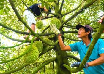 Xuất khẩu rau quả dần phục hồi, sầu riêng nhận dự báo tích cực