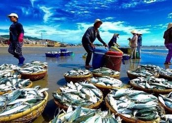 Các nhà mua hàng Châu Âu đang trở lại tìm kiếm thủy sản Việt Nam