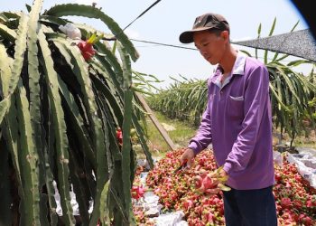 Thông tin về tần suất kiểm tra thanh long xuất khẩu tại thị trường EU