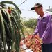 Thông tin về tần suất kiểm tra thanh long xuất khẩu tại thị trường EU