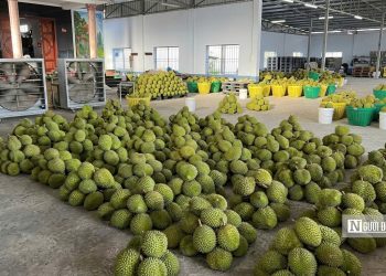 Sầu riêng tại vườn rớt giá, vì sao người tiêu dùng vẫn mua đắt?