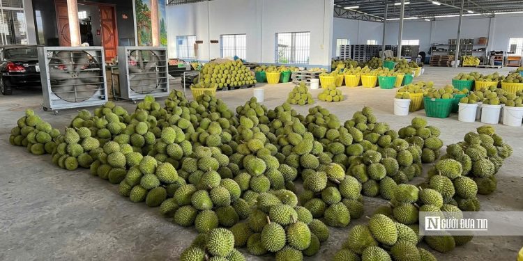 Sầu riêng tại vườn rớt giá, vì sao người tiêu dùng vẫn mua đắt?