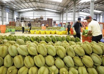Sầu riêng – Động lực tăng trưởng kinh tế của tỉnh Đắk Lắk