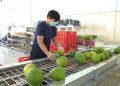 Xuất khẩu bưởi, chanh sang Trung Quốc: Cơ hội lớn đi kèm yêu cầu khắt khe