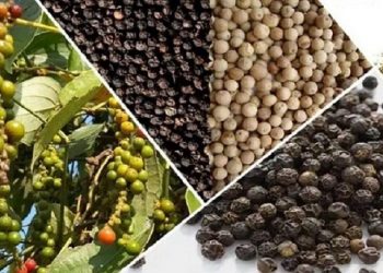 Xuất khẩu hồ tiêu Việt Nam bứt tốc, rộng cửa chinh phục thị trường lớn