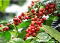 Nông sản Việt cần sớm thích ứng với quy định chống mất rừng của Vương quốc Anh