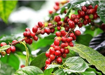 Nông sản Việt cần sớm thích ứng với quy định chống mất rừng của Vương quốc Anh