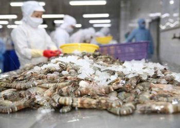 Thị trường tôm Nhật Bản: Giữ vững vị thế dẫn đầu nhờ lợi thế chế biến sâu
